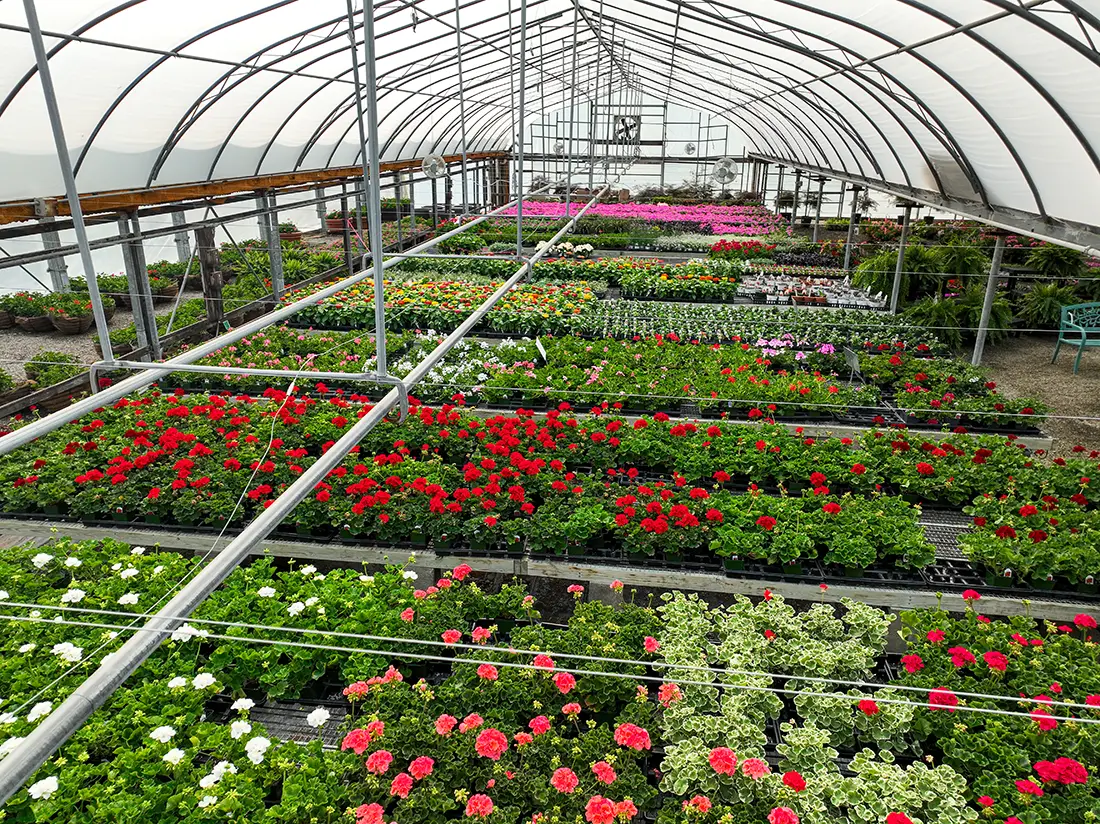 massis5 Drone Photo of Massi's Greenhouse in Painted Post, NY
