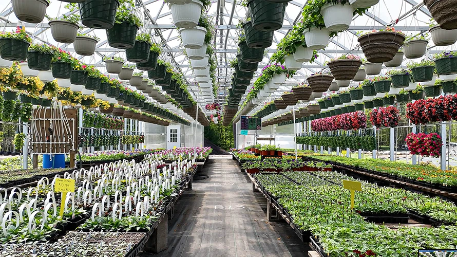greenhouse-fly