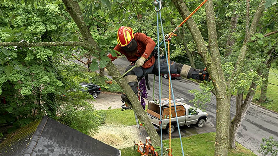 treeservice